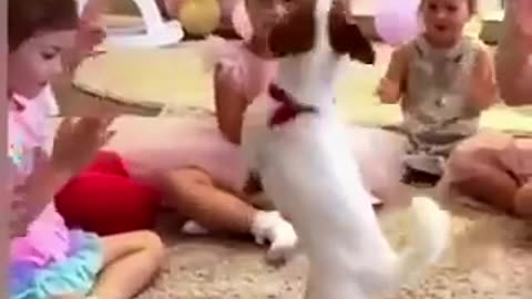 Dog Beautiful Dance so funny video