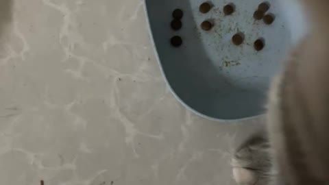 The cat eats food from a bowl standing up