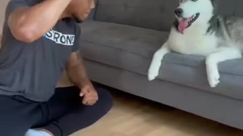 Smart Animals Reactions Dogs