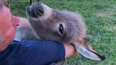 Man Cuddling and Singing to Adorable Donkey