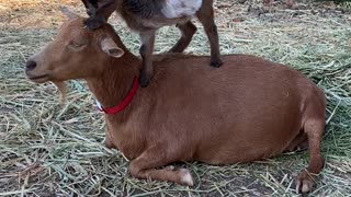 Baby Goats Just Won't Give Their Momma' a Break