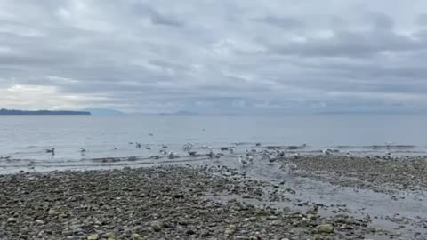 Seagulls at the beach