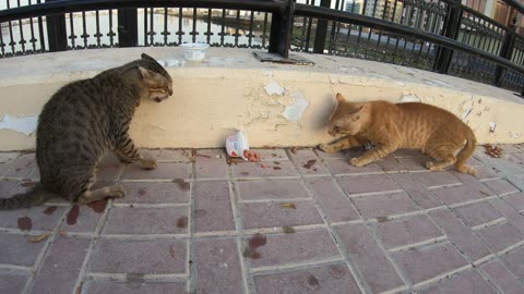 MICHAEL JACKSON & ED SHEERAN - Homeless cats in Ras Al Khaimah, UAE #cat #EdSheeran #MichaelJackson