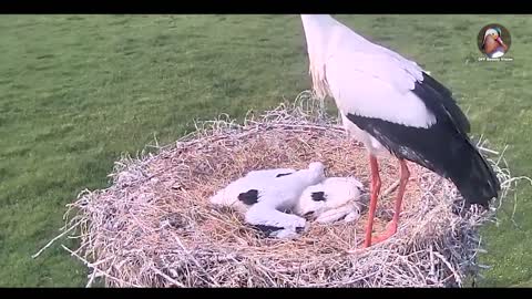 Why Stork kill their babies?