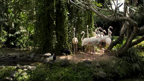 mixkit-group-of-flamingos-on-the-shore-of-a-lake