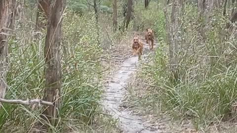 Rhodesian Ridgebacks Galloping Out Of Australian Bush