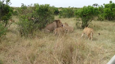 Lions Fight part 2