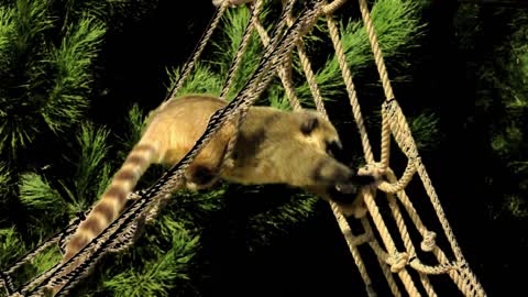 Coati try to making a net free royalty