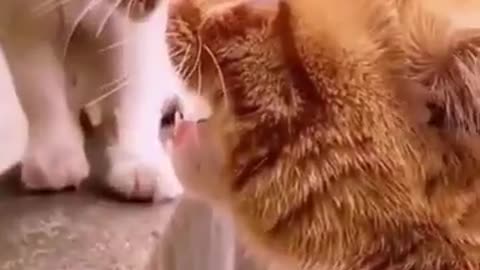 Funniest animals 2024 🐱In tiktok 😂 Funny and Fails Pets Video #11