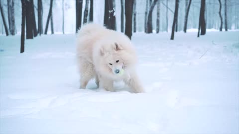 white dog without music