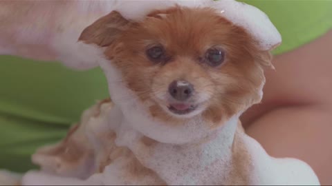 Bathing a small and calm dog