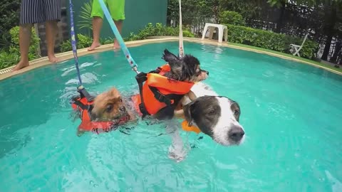 Puppy Splash Time! 🐶💦