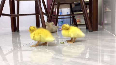 Cute kitten invites ducklings to play together!