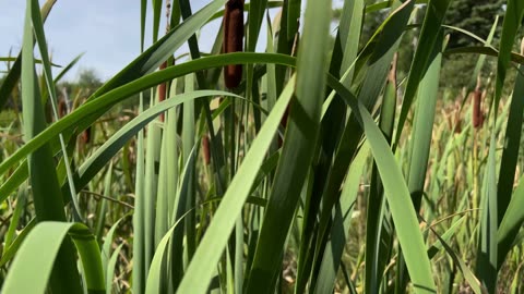 Type Of Cattails Plant