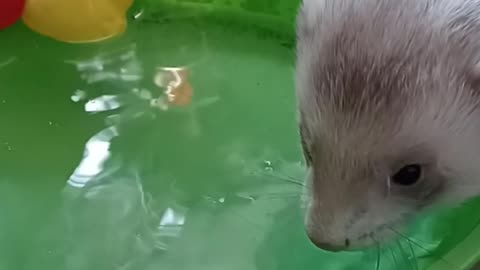 Ferret watering hole!