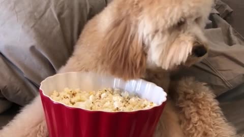 Just a dog eating popcorn