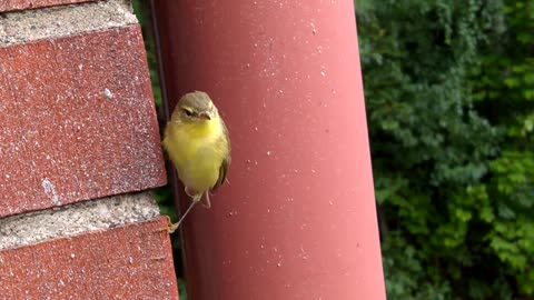 Cute Little Sleepy Wild Bird