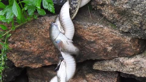 Snake vs Catfish tug-of-war over a live fish-Kanha National Park