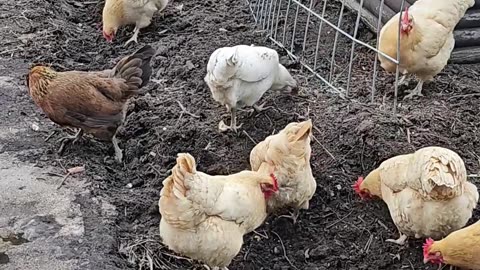 OMC! These chickens are HUNGRY! 🤯🐔😂🤣#hungry #chickens #hens #treats #fun #backyardchickens #shorts