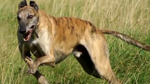 Best greyhound hunting dog