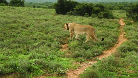 A single lion walking in deep forest lonely