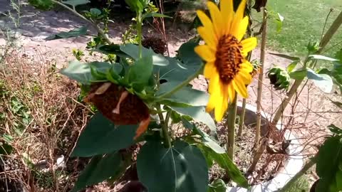 How a beautiful sunflower leaves it's petals one by one,in my home garden.