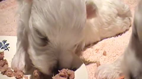 CUTE PUPPIES 2 Weeks Old Twitching and Eating Solid Food