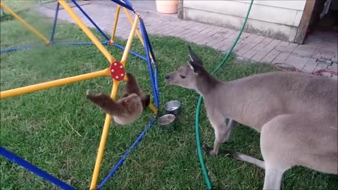 Baby Sloth in Action