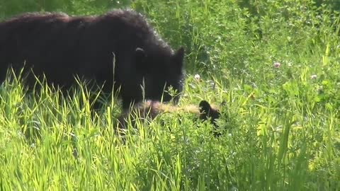 The bear walking around in the jungle with a small