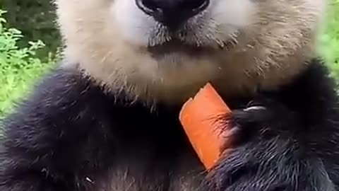 Panda vs. Carrot: The Ultimate Crunch Battle 🐼🥕 | Cuteness Overload