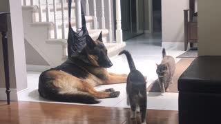 Cat Caught Cuddling with Dog