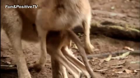 Baby Kangaroo playing