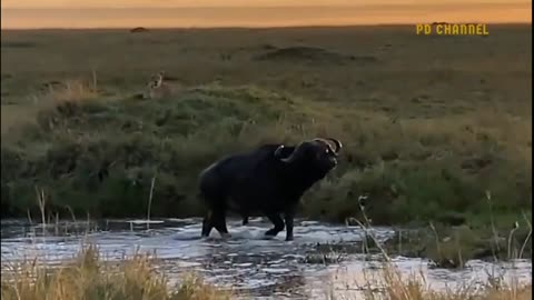 Buffalo Accepts Losing A Leg To Have A Chance To Live Before Crocodile Attack