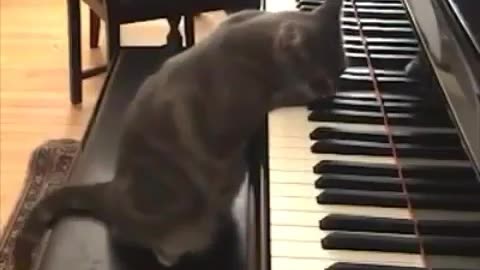 Cat playing 🎹