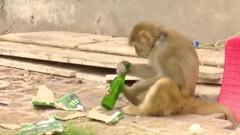 #😂😂monkey drinking wine 🍷 # this is the funny movement of monkey