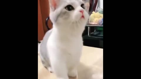 Brilliant Cat ringing bell and getting Food from owner Funny Animal Videos Fun to Fun