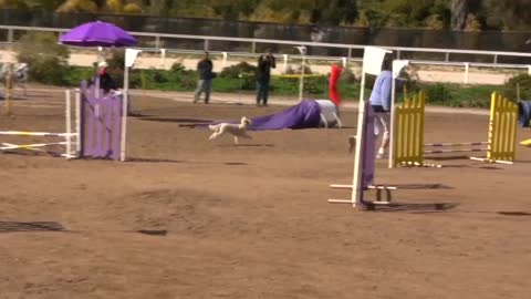 Dog agility competition