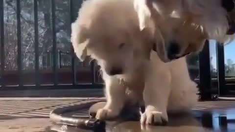 Sweet Baby Dog With Mom.