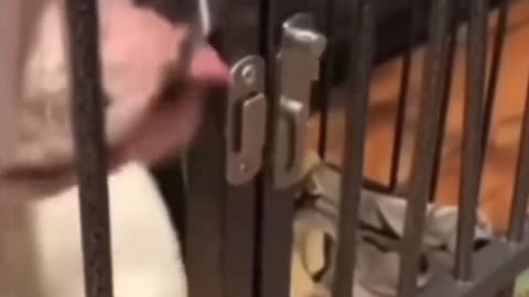 Oh, my God. The dog used his tongue to open the door, and he opened it