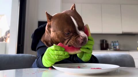 Funny Pitbull Eats Watermelon with Hands | Cute Dog Moment