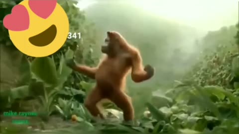 Funny Animal;Monkey Comedy 😂😂😂