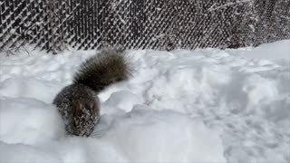 Snow Squirrel