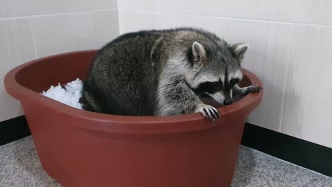 Raccoon plays with snow inside the house because it's cold outside.