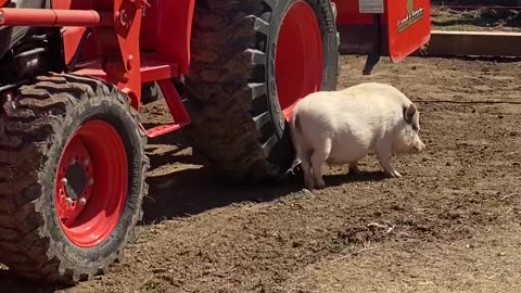 Mini Pig Scratches Hard to Reach Itch