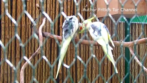 Cute lovely cockatiel parrot