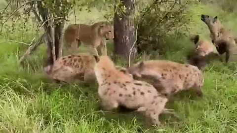 lion vs Hyena wildlife photographer animal wildlife