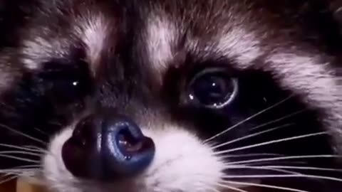 Delicious Water Racoon ~ FUNNY COMEDY