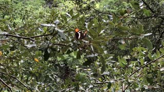 A Butterfly in Yosemite National Park.