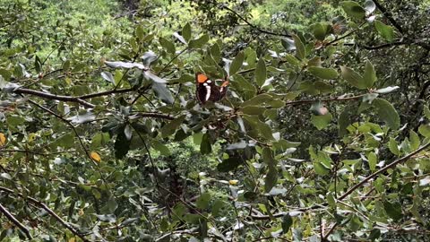 A Butterfly in Yosemite National Park.