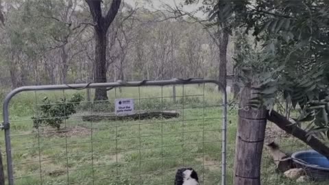 Large Snake Skillfully Slithers Over Gate